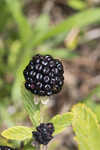 Sand blackberry